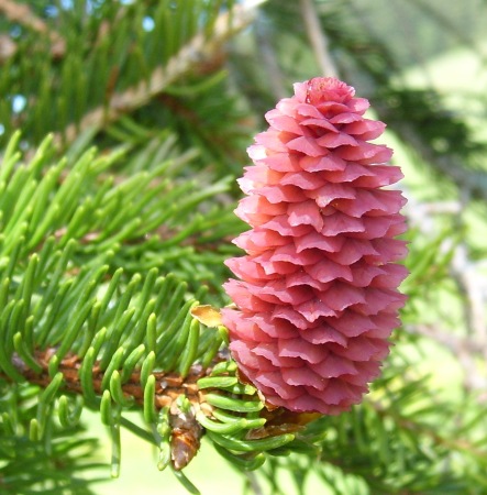 Pine  Essential Oil Hungary